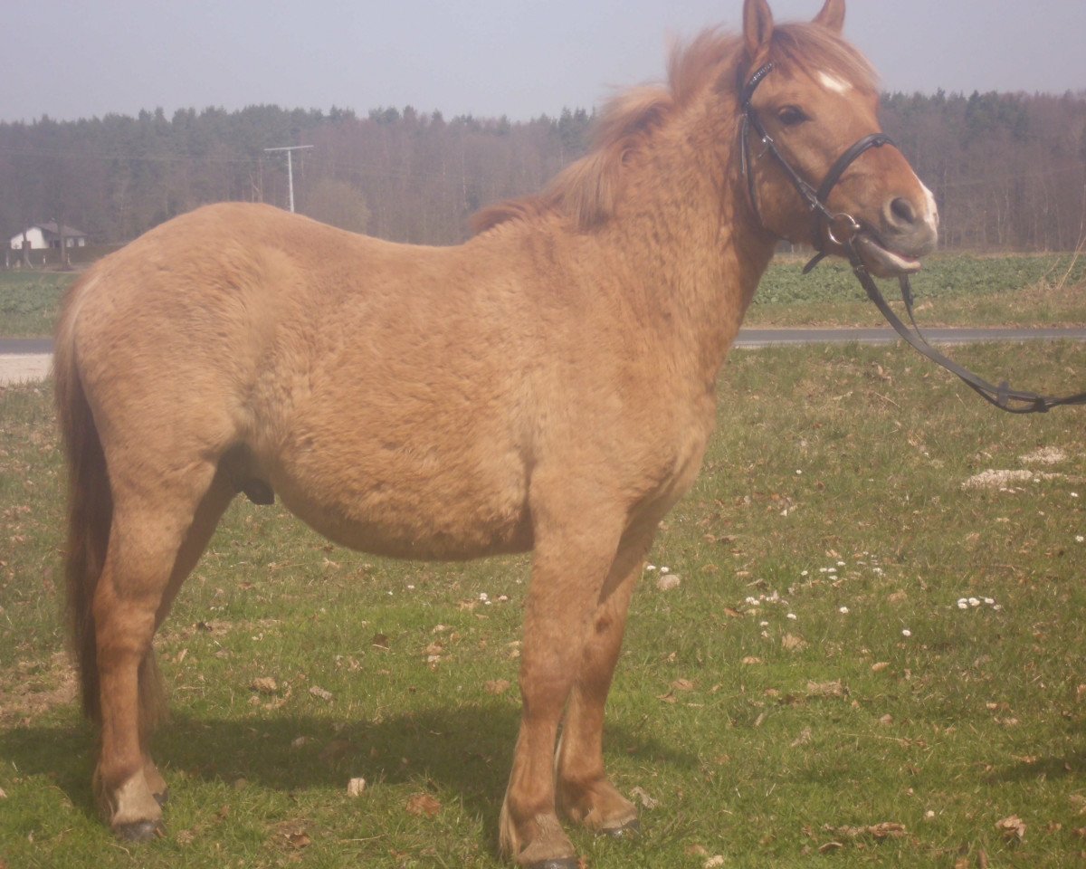 Pferd Hansi (Isländer-Mix, 2012)