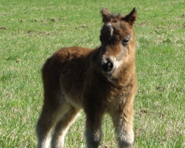 Zuchtstute Gentle Jazzy vom Eifelgoldhof (Shetland Pony (unter 87 cm), , von Gerrit B) Zuchtstute Gentle Jazzy vom Eifelgoldhof (Shetland Pony (unter 87 cm), , von Gerrit B)