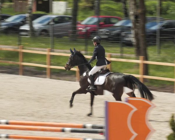 Reitturnier Westergellersen 2021