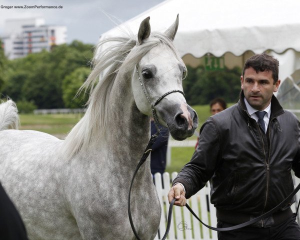 broodmare DA Miss Justice ox (Arabian purebred, 2010, from WH Justice ox)