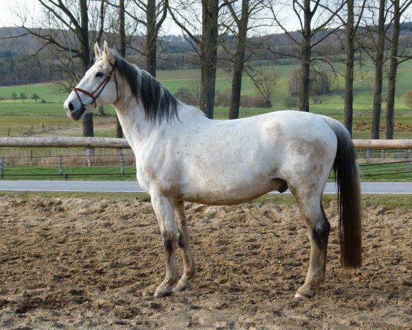 horse It's Icke (Hessian Warmblood, 1996, from Im Frühling) horse It's Icke (Hessian Warmblood, 1996, from Im Frühling)