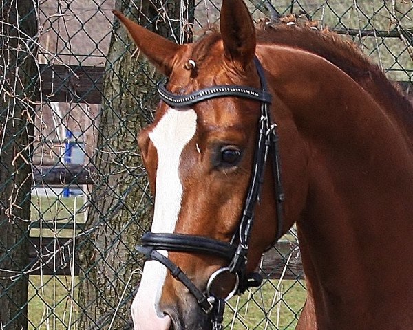 broodmare Quadriga's Donna Dream (Oldenburg, 2011, from Don Cismo)