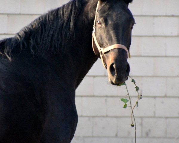 broodmare Royal (Rhinelander, 1998, from Royal Angelo I)