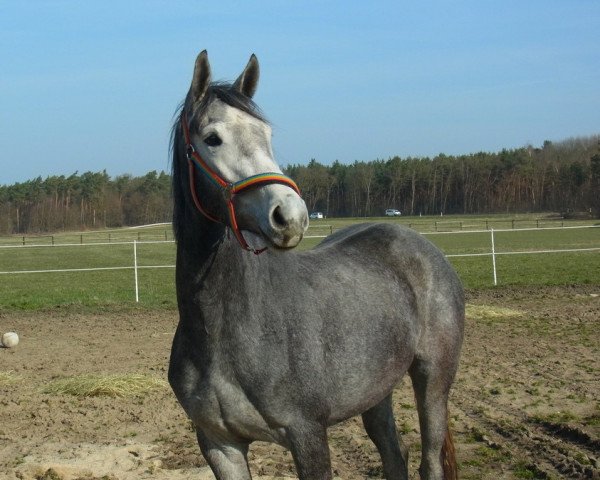 broodmare Faizah (German Warmblood, 2012, from Coupe d`Or)