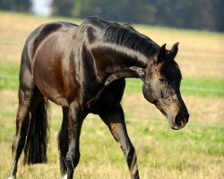 Springpferd Capoty (Hannoveraner, 2003, von Contendro I)