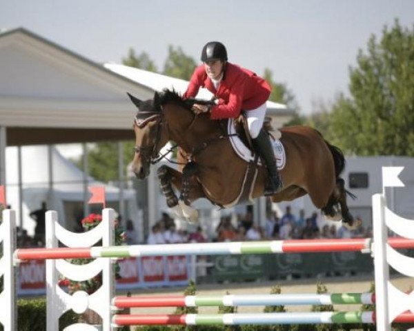 jumper Domino (Belgian Warmblood, 2002, from Thunder van de Zuuthoeve)