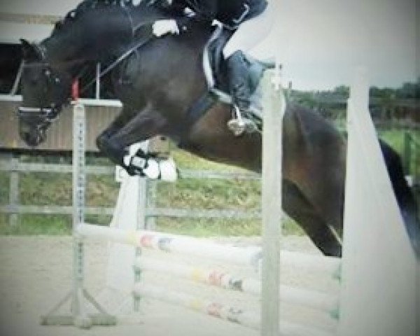 broodmare Quita Negra (Oldenburg show jumper, 2007, from Quality 9)