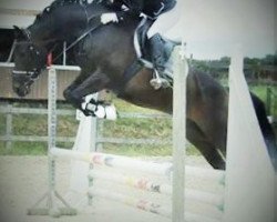 broodmare Quita Negra (Oldenburg show jumper, 2007, from Quality 9)