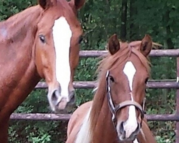 horse Pelle (Lewitzer, 2012, from Olli T.)