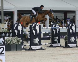 jumper Estoy Aqui de Muze H D C (Belgian Warmblood, 2004, from Malito de Reve)