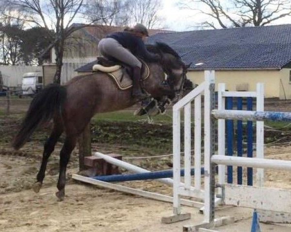 jumper Cro 7 (Holsteiner, 2011, from Candillo Z) jumper Cro 7 (Holsteiner, 2011, from Candillo Z)