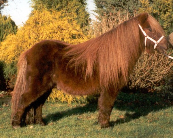 Deckhengst Dempsy van de Dennenhove (Shetland Pony (unter 87 cm), 1989, von Parlington Pimpernell)