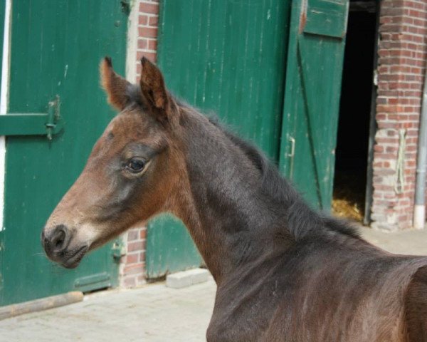 horse Rock Hudson (Westphalian, 2014, from Rock Forever II)