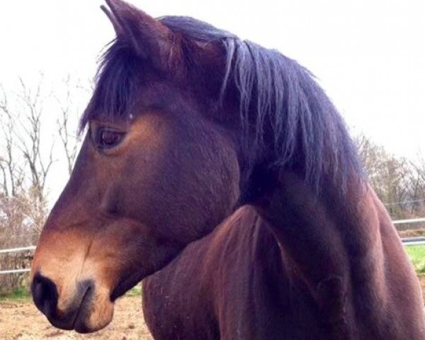 jumper Vom Feinsten (Trakehner, 2007, from Van Deyk)