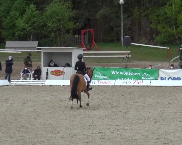 Reitturnier Rastede-Nethen 2021
