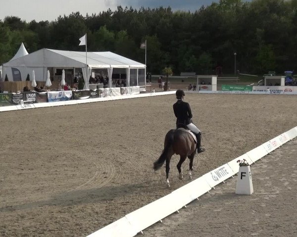 Reitturnier Rastede-Nethen 2021
