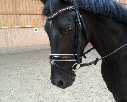 Dressurpferd Black Diamond 40 (Deutsches Reitpony, 2010, von Friedrichshof Dark Gigolo)