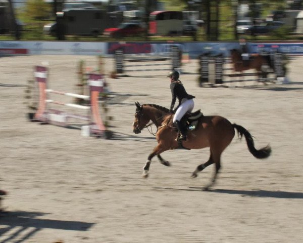 Reitturnier Westergellersen 2021