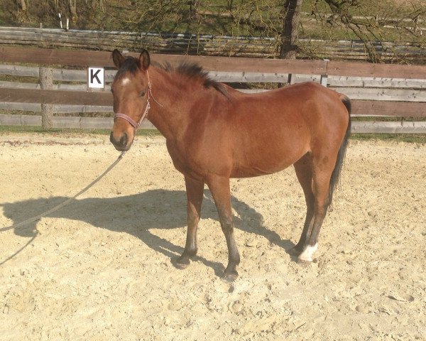 horse Mounjeh (Arabian purebred, 2006, from Messaoud 1979 ox)