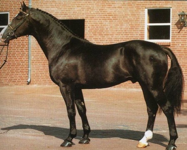 Stallion Night and Day (KWPN (Dutch Warmblood), 1988, from Nimmerdor)
