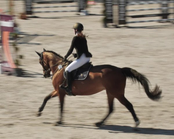 Reitturnier Westergellersen 2021