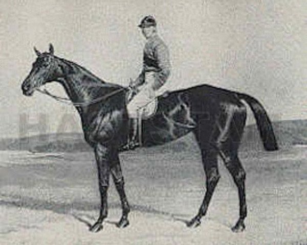 broodmare Geheimniss xx (Thoroughbred, 1879, from Rosicrucian xx)