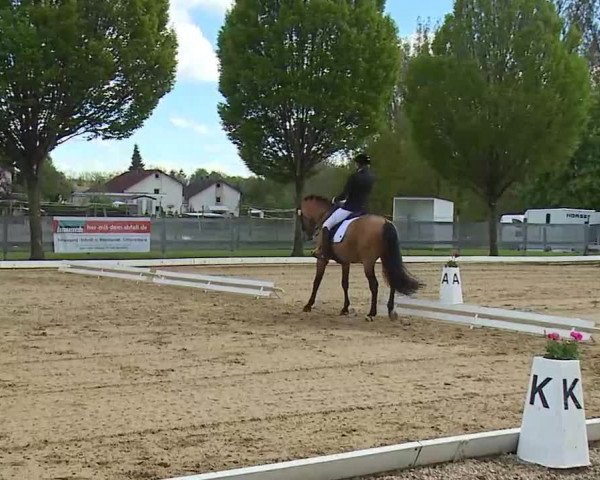 Reitturnier Aulendorf 2021