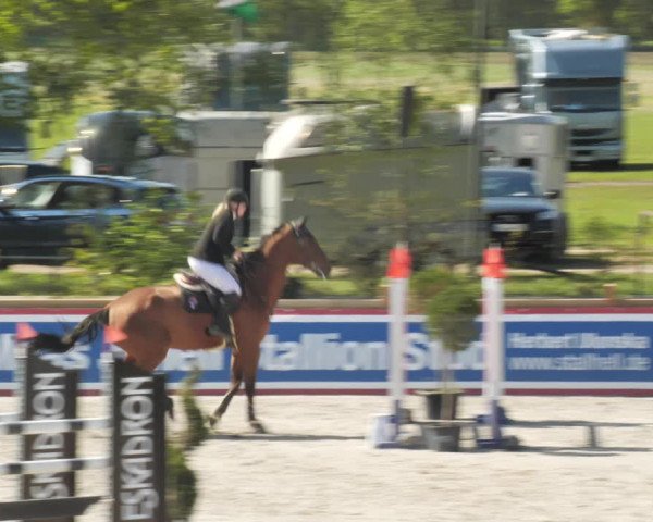 Reitturnier Westergellersen 2021
