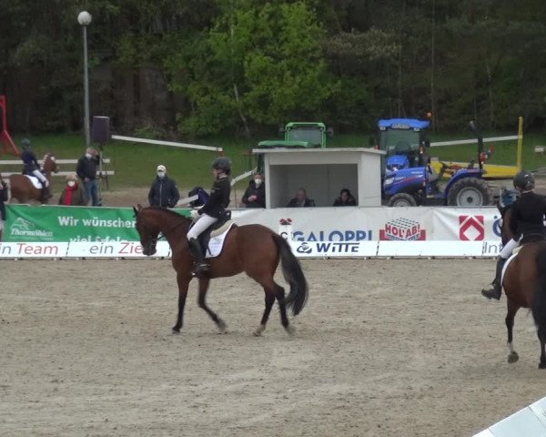 Reitturnier Rastede-Nethen 2021