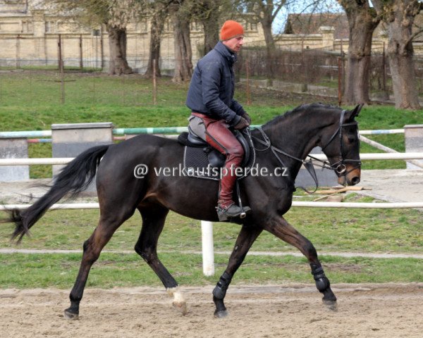 horse Alano (Czech Warmblood, 2011, from Askano)