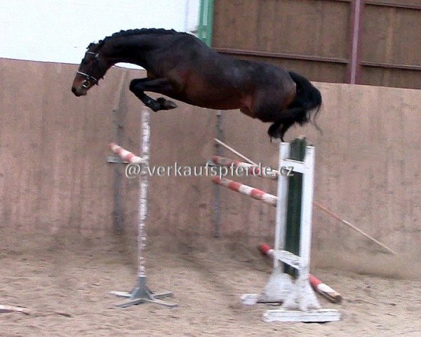 horse Lysandro (Oldenburg, 2012, from Lyjanero)