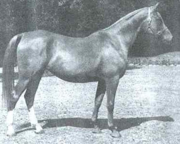 broodmare Eloia ox (Arabian purebred, 1952, from General Grant 1945 ox)