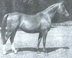 broodmare Eloia ox (Arabian purebred, 1952, from General Grant 1945 ox)