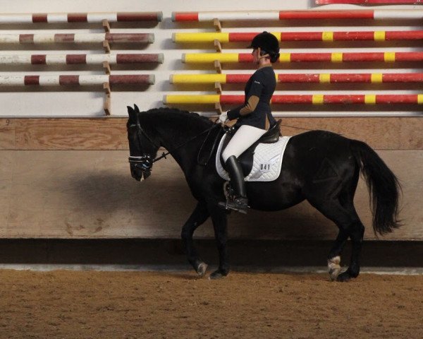 horse Heidi 639 (unknown, 1998)
