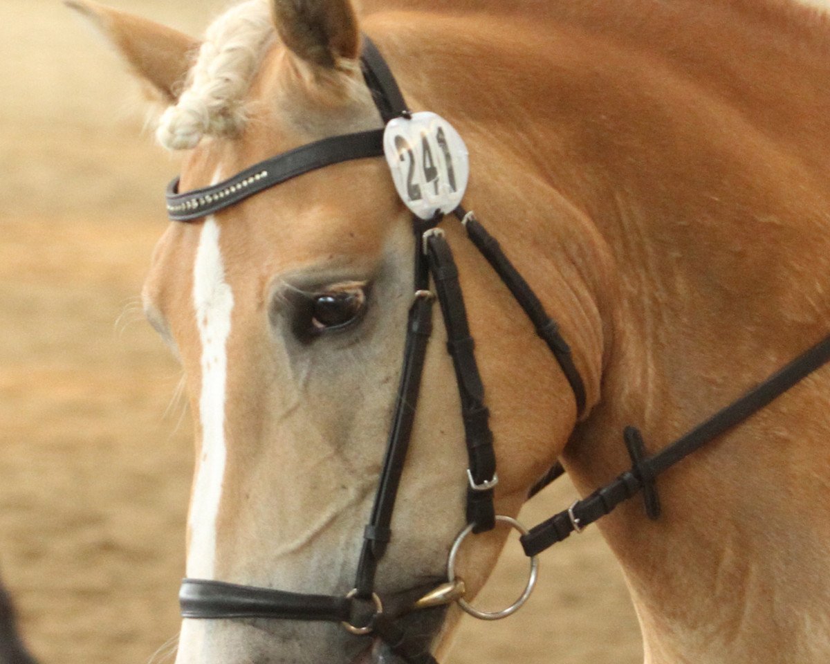 jumper Sir Ferdinand (Haflinger, 2005, from St.Anton)