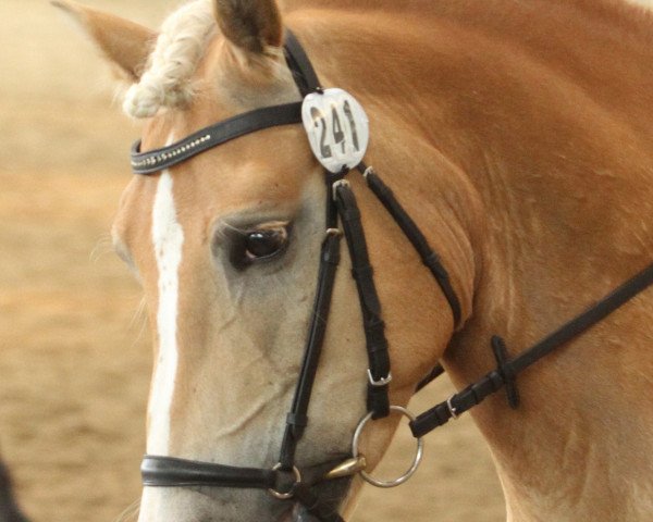 jumper Sir Ferdinand (Haflinger, 2005, from St.Anton)