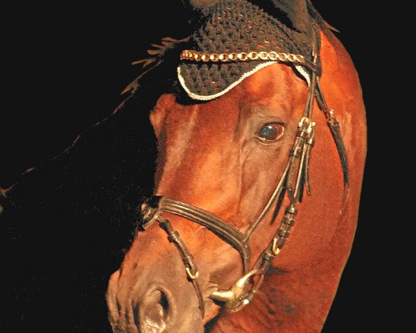 stallion Markies V (KWPN (Royal Dutch Sporthorse), 1994, from Guidam)
