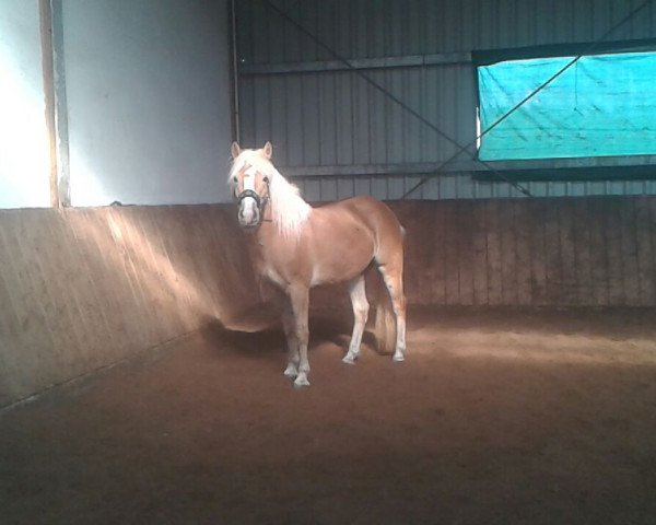 horse Olinka (6,25% ox) (Edelbluthaflinger, 2010, from Step by Step)
