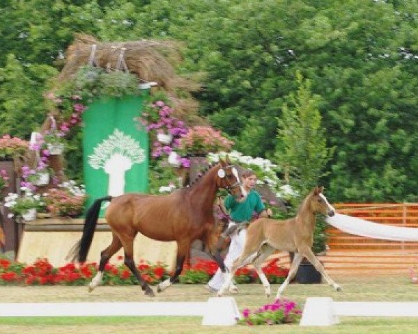 broodmare Lady Laimert (Dutch Pony, 1997, from Kupido K) broodmare Lady Laimert (Dutch Pony, 1997, from Kupido K)