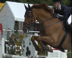 jumper Index 40 (KWPN (Royal Dutch Sporthorse), 2000, from Indoctro)