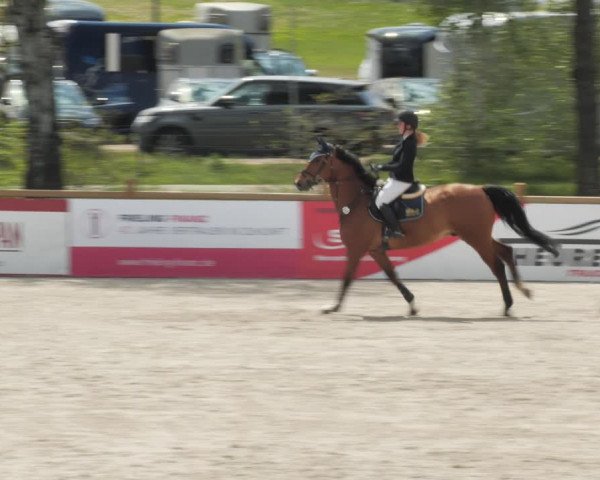 Reitturnier Westergellersen 2021