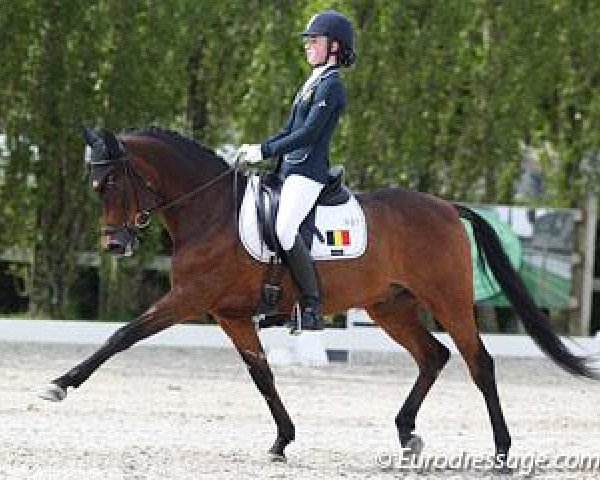 dressage horse Alexandre Dumas (Westphalian, 1999, from Don Pedro)