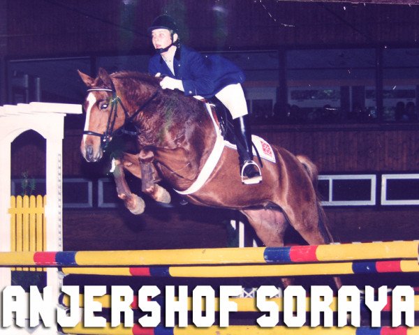 Zuchtstute Anjershof Soraya (Nederlands Welsh Ridepony, 1990, von Vita Nova's Hanassie) Zuchtstute Anjershof Soraya (Nederlands Welsh Ridepony, 1990, von Vita Nova's Hanassie)