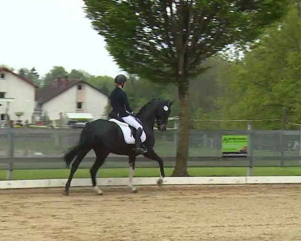 Reitturnier Aulendorf 2021