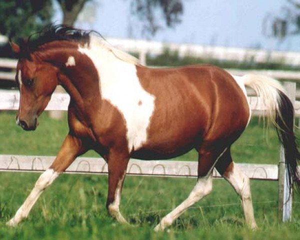 broodmare Shalimar (Pinto / Pleasure, 1996, from Nerath)