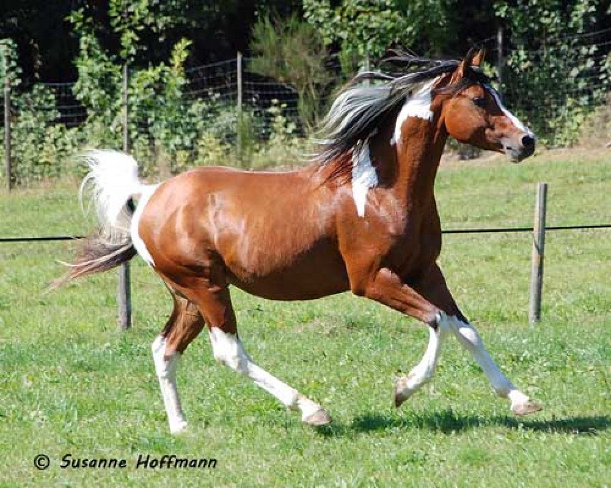 Hingst Painted Dragon (Pinto/lille ridehest, 2007, fra Painted Diamond)