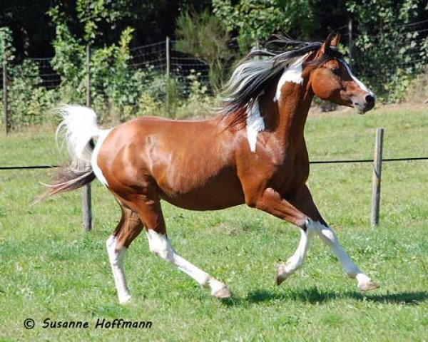 Stallion Painted Dragon (Pinto/Small Riding Horse, 2007, from Painted Diamond)