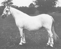 broodmare Coed Coch Symwl (Welsh mountain pony (SEK.A), 1948, from Coed Coch Seryddwr)