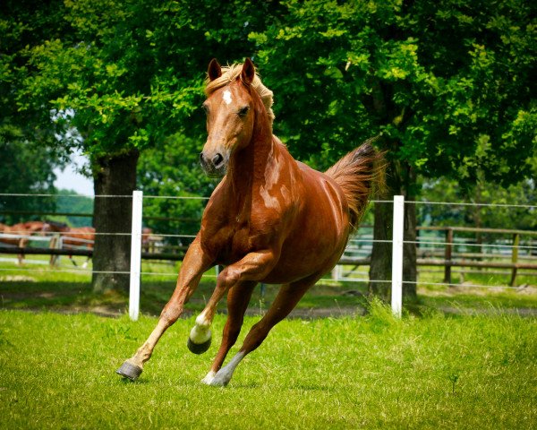 jumper Mrs Moneypenny (Haflinger, 2001, from Marsvogel xx)
