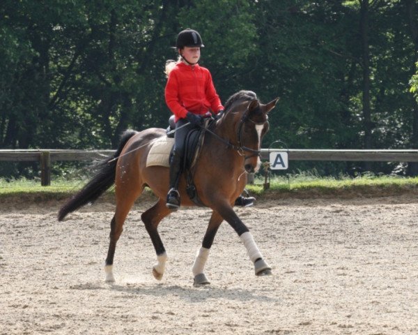 Dressurpferd Dusdy 3 (Deutsches Reitpony, 2003, von Dakar)
